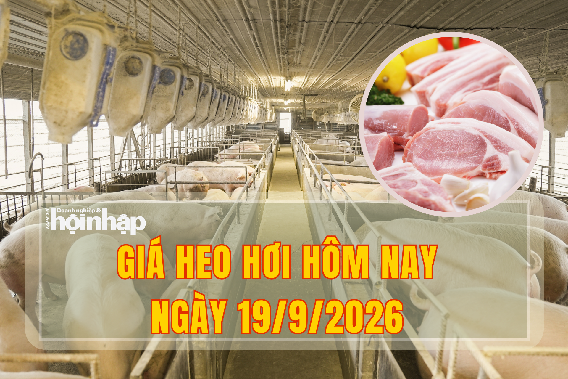 Giá heo hơi hôm nay 19/9/2026: Thái Nguyên, Hà Nội và Hưng Yên giữ đỉnh 60.000 đồng/kg